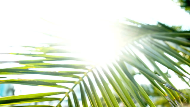 Sunlight-shimmers-through-the-palm-branch,-relax-on-the-sea
