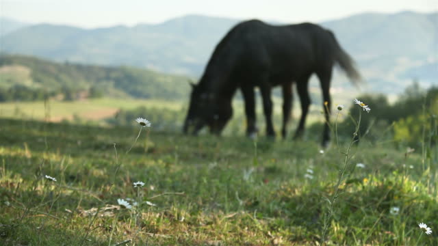 Friedliche-Landschaft-mit-Pferden