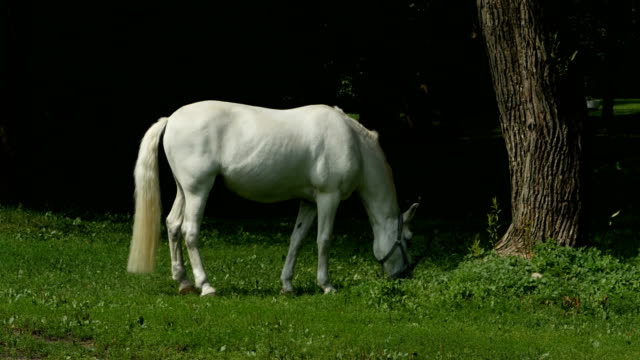 Weißes-Pferd-auf-der-Weide-grasen