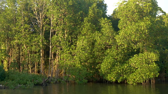 Mangroven-Wald-in-Chanthaburi,-Thailand