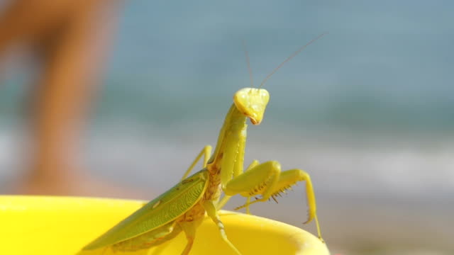 Mantis-on-the-beach.