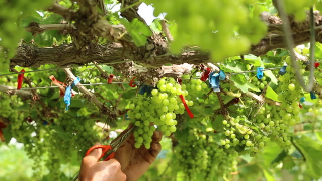 Close-up-hand-of-worker-picking-grapes-during-wine-harvest-in-vineyard.-Select-cutting-Non-standard-grapes-from-branch-by-Scissors.