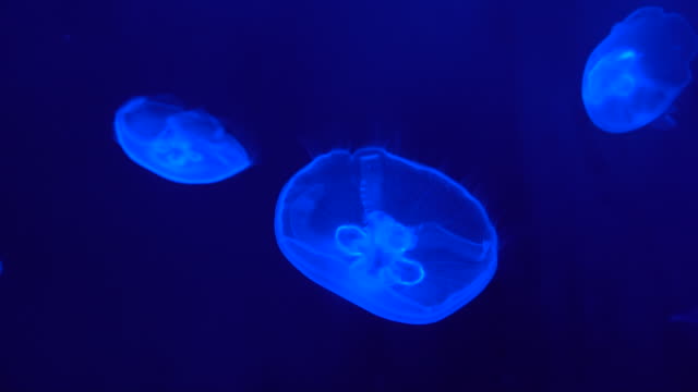 Cámara-lenta-fluorescencia-medusas-en-el-mar-profundo-en-fondo-azul