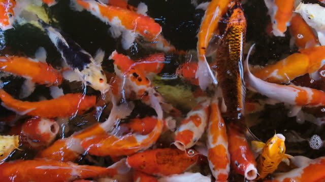 Slow-motion-feeding-colorful-fancy-carp-fish-of-Koi-carps-crowding-competing-for-food-in-the-pool,-full-HD.