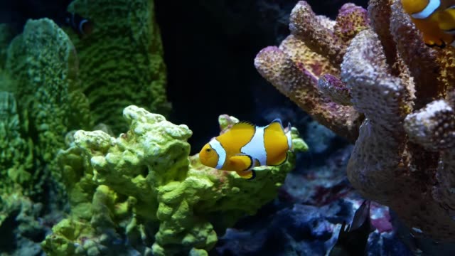 Clown-Anemonenfischen-im-Aquarium-auf-Dekoration-der-aquatischen-Pflanzen-Hintergrund.