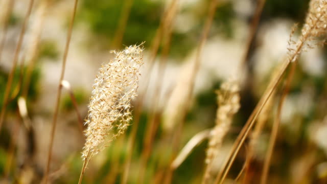 Slow-motion-video-Dry-grass-yellow-in-autumn.-Wind-blows-in-nature-and-background-Concept.