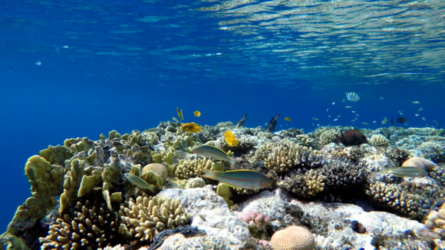 Buceo.-Peces-tropicales-y-arrecife-de-coral.-Vida-submarina-en-el-océano.