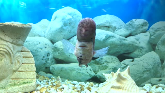 Flower-Horn-Fisch-schwimmt-im-aquarium