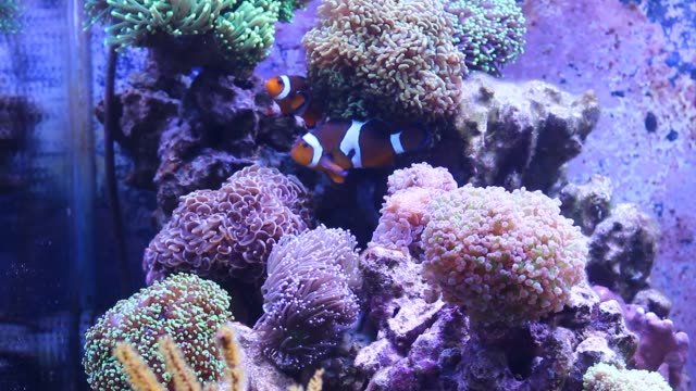 Escena-del-acuario-de-arrecife-de-coral