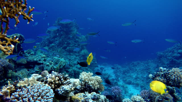Korallenriff.-Die-Unterwasserwelt-von-tropischen-Fischen.-Video-unter-Wasser.