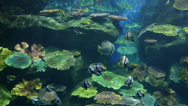 Hermosos-peces-en-el-acuario-con-decoración-de-acuático-plantas-de-fondo.-Peces-de-colores-en-la-pecera.