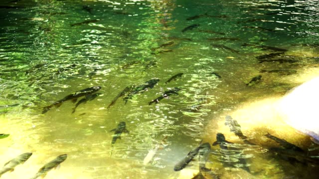 Río-fishs-fondo-de-naturaleza-cascada-estanque.