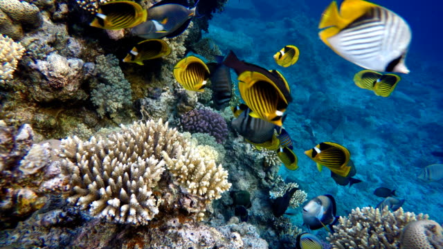 El-mar-y-los-corales.-Peces-de-colores-tropicales.