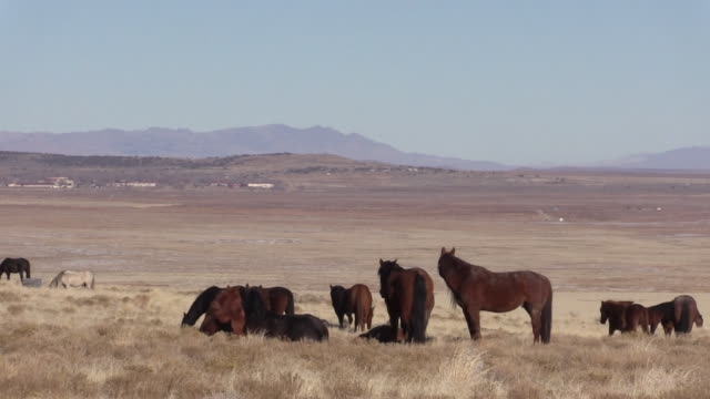 Wilde-Pferde-in-der-Wüste-von-Utah