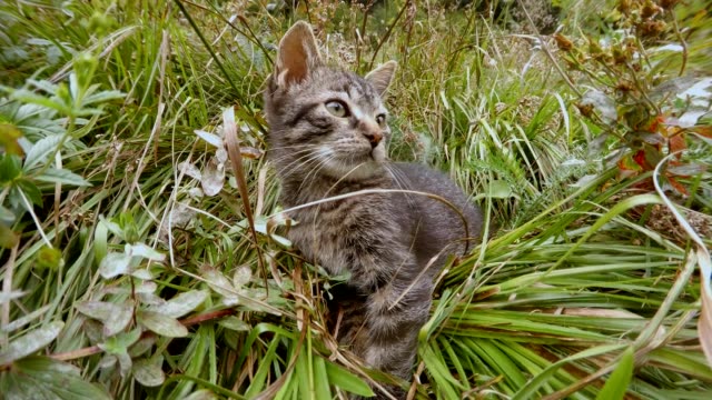 gray-little-wild-cat-hiding-in-high-grass-in-a-forest,-close-up