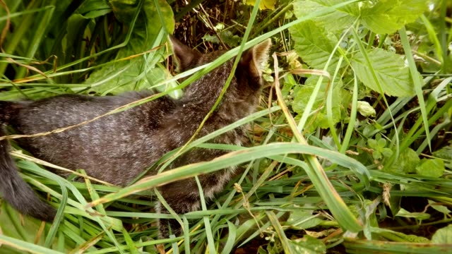 graue-kleine-wilde-Katze-Kätzchen-ertrank-im-hohen-Rasen-in-einem-Wald,-Nahaufnahme