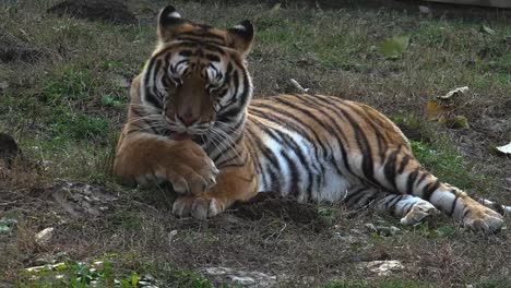 The-Siberian-tiger-is-resting