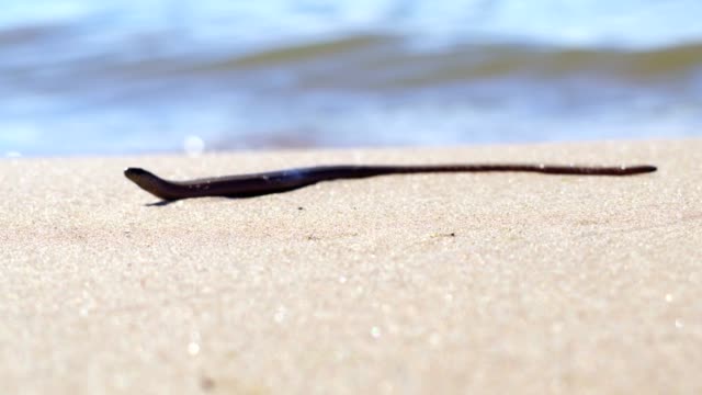 Snake-on-sandy-beach