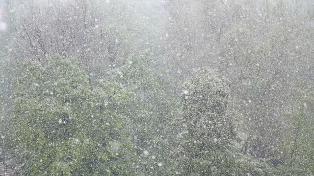 Cámara-lenta-imágenes-de-nieve-caiga-en-primavera