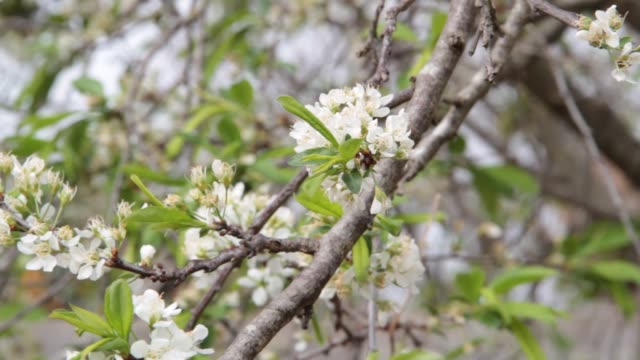 weiße-pflaumeblumen-im-Frühjahr-durch-den-Wind-bewegt