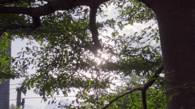 Sun-Ray-Flare-hacia-arriba-y-hacia-atrás-el-árbol