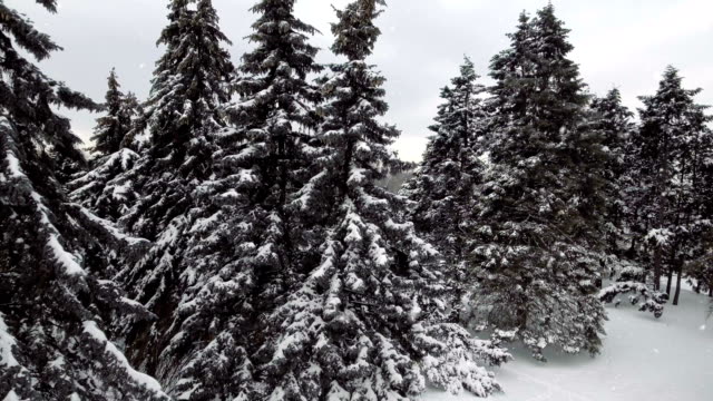 Nieve-que-cae-en-una-montaña-del-invierno-con-nieve-cubierto-árboles