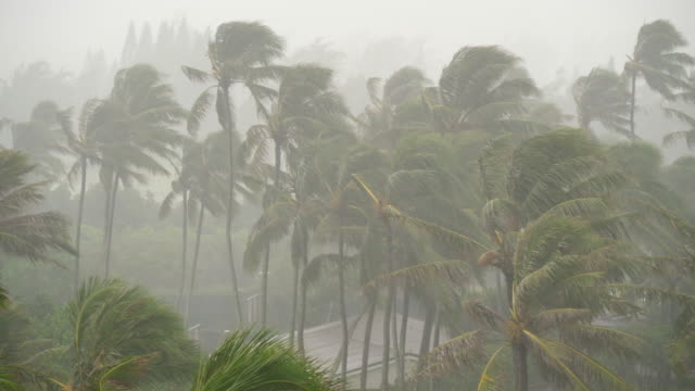 Starke-Winde-und-Regen-fallen-auf-hawaiische-Insel-Palm-Tree-Nachbarschaft