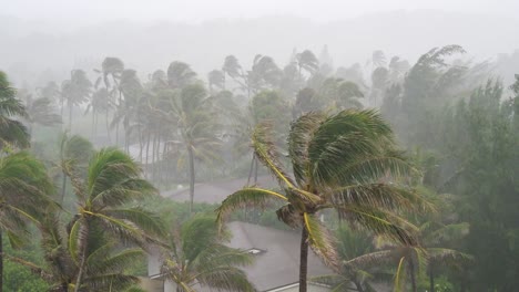 Palmen-mit-tropischer-Sturm-getroffen
