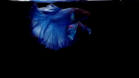 Super-slow-motion-of-vibrant-Siamese-fighting-fish-(Betta-splendens),-well-known-name-is-Plakat-Thai