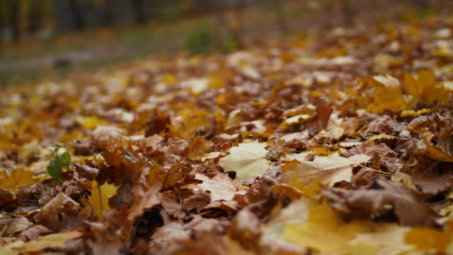 Colorful-fallen-autumn-leaves-on-ground