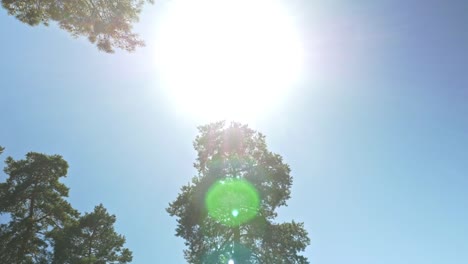 Large-Bright-Sun-and-Forest-Trees