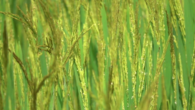 Zeitlupe:-Sanfte-Herbst-Winde-wehen-über-die-Reisfelder-in-der-sonnigen-Vietnam.
