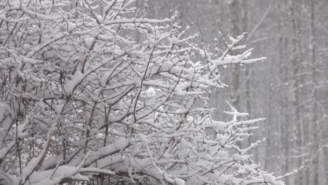 Nieve-caída-frente-a-bosque.