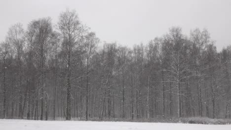 Nieve-caída-frente-a-bosque.