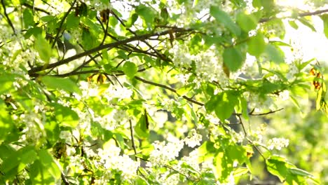 Cerezo-de-aves-en-la-luz-del-sol