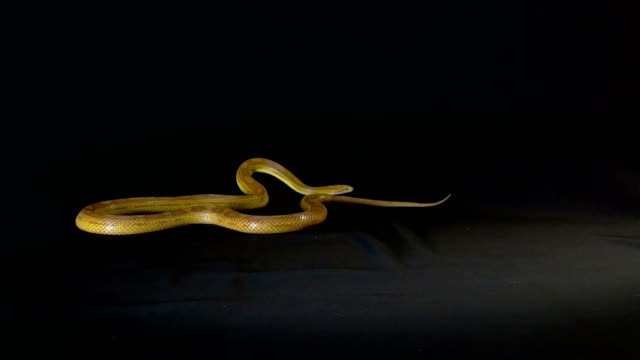 Serpiente-de-maíz