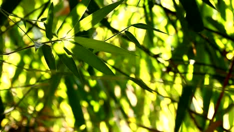 Bamboo--leaves-with-sunlight-in-Chiangmai-Thailand