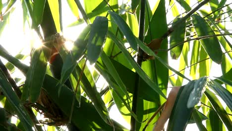 Bamboo--leaves-with-sunlight-in-Chiangmai-Thailand