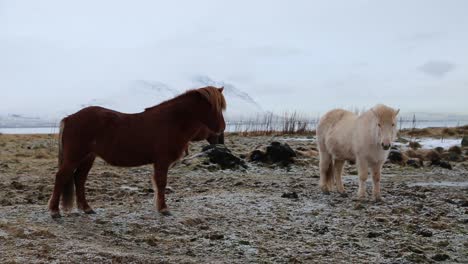 Two-icelandic-horses