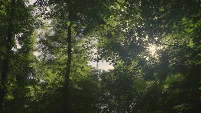 Wald-Bäume-Sonne-Flare-Slow-motion
