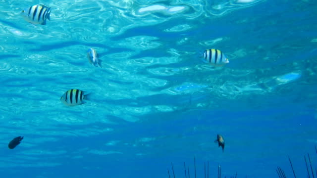 Rotes-Meer-Fische