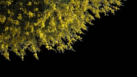 Yellow-flowering-bush-cut-out-wit-alpha-mask,-Calicotome-spinosa,-thorny-broom,-spiny-broom.