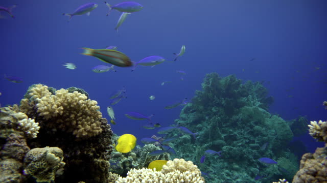 Korallenriff-und-wunderschöne-Fische.--Unterwasser-Leben-im-Ozean.