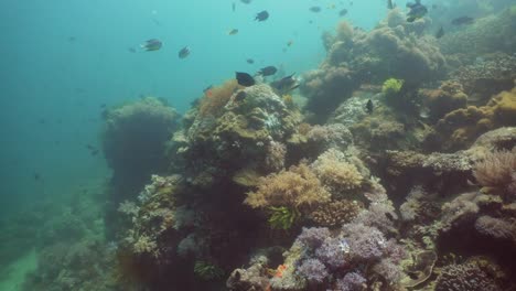 Arrecife-de-coral-y-peces-tropicales.-Filipinas,-Mindoro