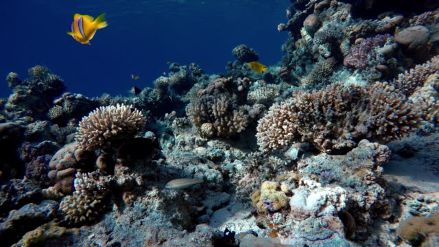 Arrecife-y-peces-hermosos.-Vida-submarina-en-el-océano.-Peces-tropicales.