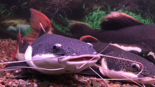 red-tailed-catfish-swimming