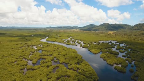 Mangrove-forest-in-Asia