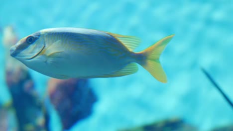 Close-up-beautiful-fish-(Blue-lined-snapper)-in-the-aquarium-on-decoration-of-aquatic-plants-background.