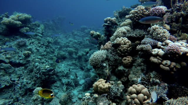 Reef-and-beautiful-fish.-Underwater-life-in-the-ocean.-Tropical-fish.