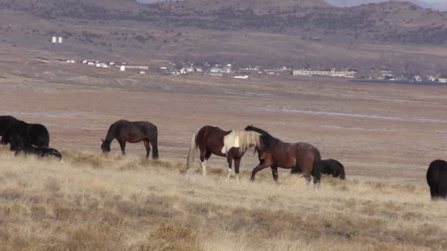 Wilde-Pferde-in-der-Wüste-von-Utah